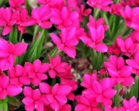 Good strong pink to red flowers